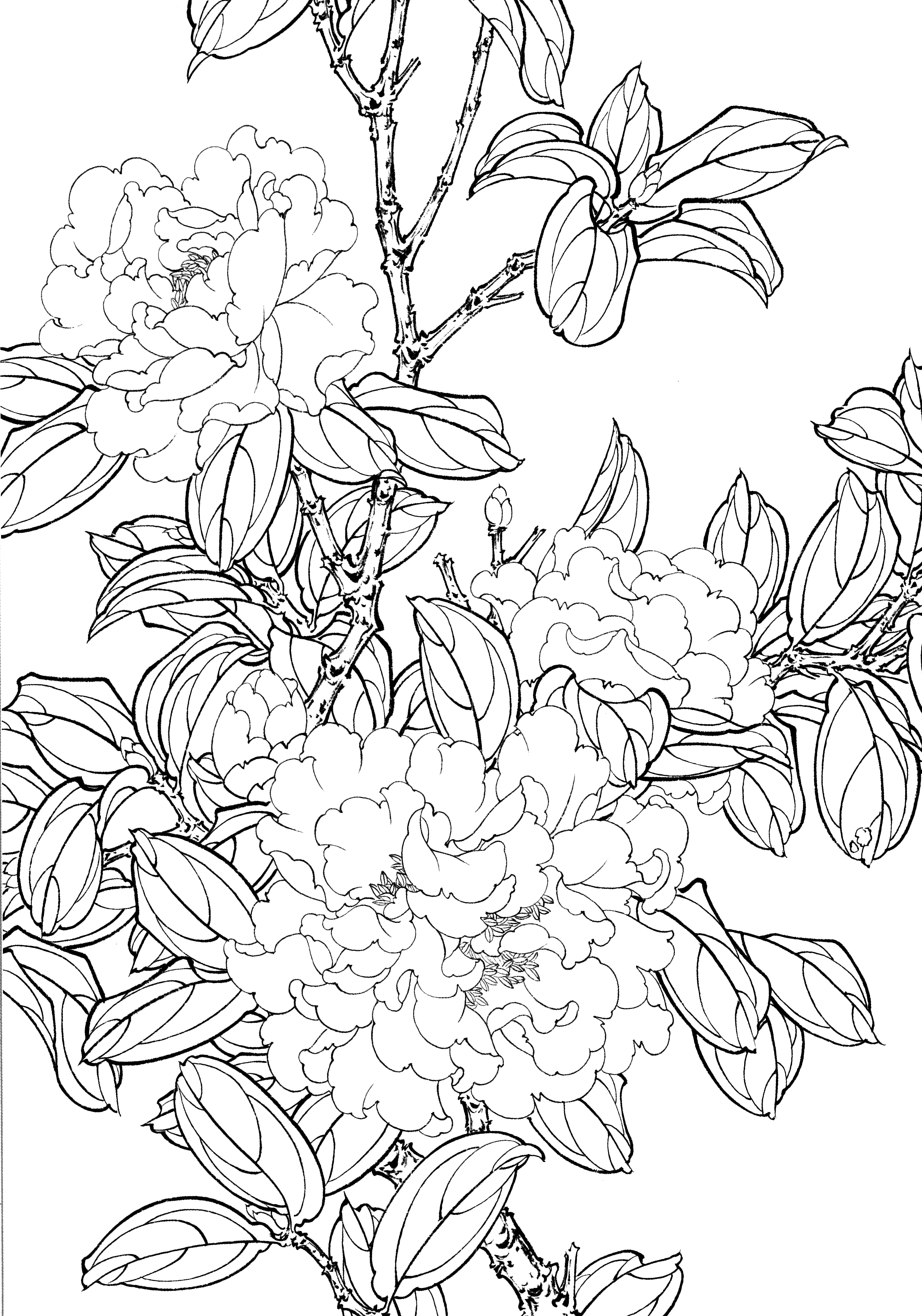 《多品种花卉工笔白描图集》工笔线描图568幅