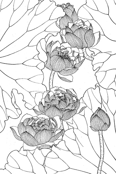 《多品种花卉工笔白描图集》电子版高清图片568幅