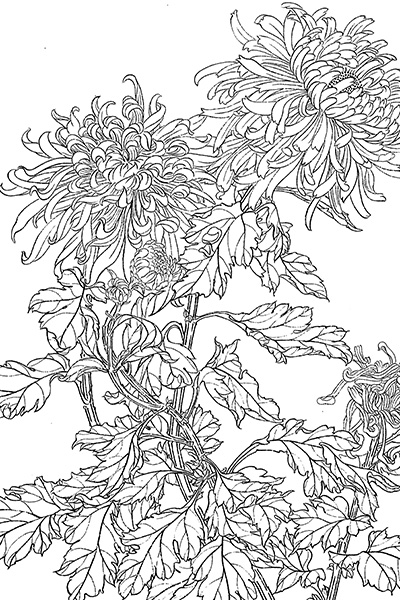 《多品种花卉工笔白描图集》工笔线描图568幅