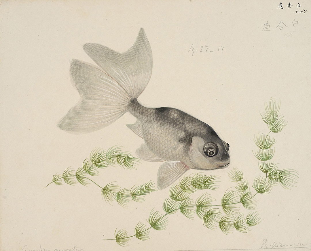 《中国海鱼图谱》中国海洋鱼类甲壳类动物的图谱